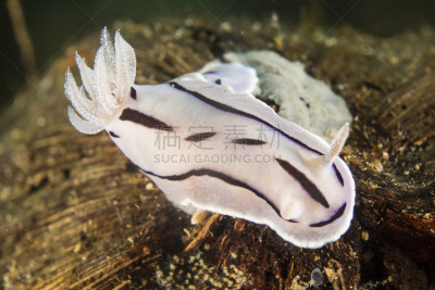 仿海牛,底栖生物带,西太平洋,海蜗牛,裸鳃亚目动物,在底端,触须,水平画幅,无人,软体动物