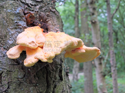 硫磺,树林,鸡,树皮,生物学,健康保健,托架,食品,橙色