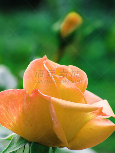 特写,自然美,黄色,垂直画幅,所有词汇,彩色图片,无人,摄影