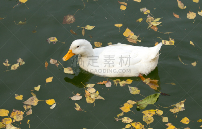 白色,秋天,鸭子,湖,哈萨克斯坦,纽约,背景分离,野生动物,风景,风景线拱