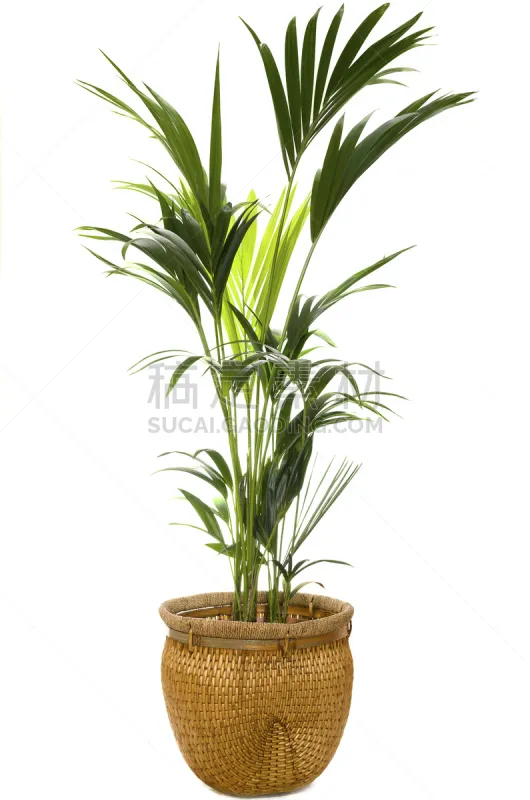 棕榈树 白色背景 柳条 室内 锅 盆栽植物 室内植物 花盆 灌木 热带气候图片素材下载 稿定素材