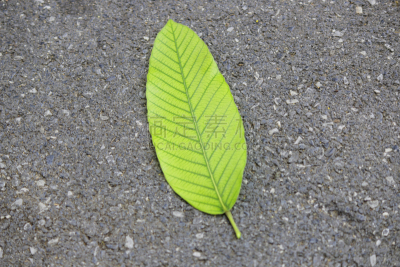 叶子,李子,分离着色,自然,美,式样,水平画幅,纹理效果,绿色,木制