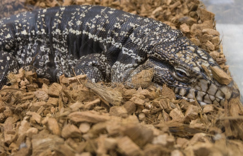 巨大的,tegu,阿根廷,argentine tegu,褐色,水平画幅,笼子,蜥蜴,玻璃,动物身体部位