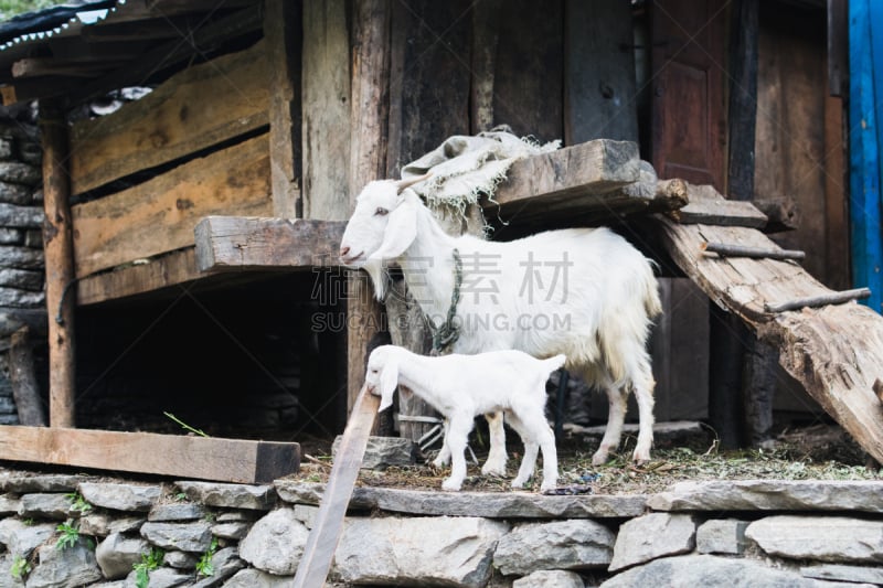 白色,山羊,雌山羊,谷仓,户外,比较,一致,家畜,宠物,图像