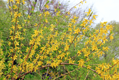 黄色,连翘属植物,活力,传统,健康保健,药,替代医药,景观设计,环境,春天