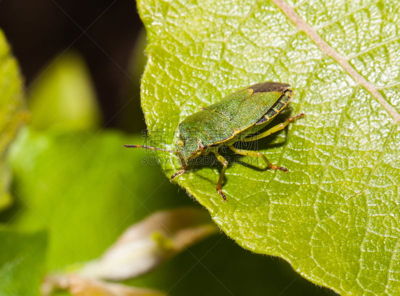 Green Shield Bug,鹭管鱼,自然,无脊椎动物,水平画幅,绿色,小的,欧洲,英格兰,特写