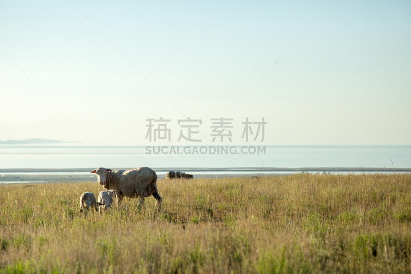 羊羔,绵羊,高视角,湖,两只动物,田地,看,图埃勒,羊群,小群动物