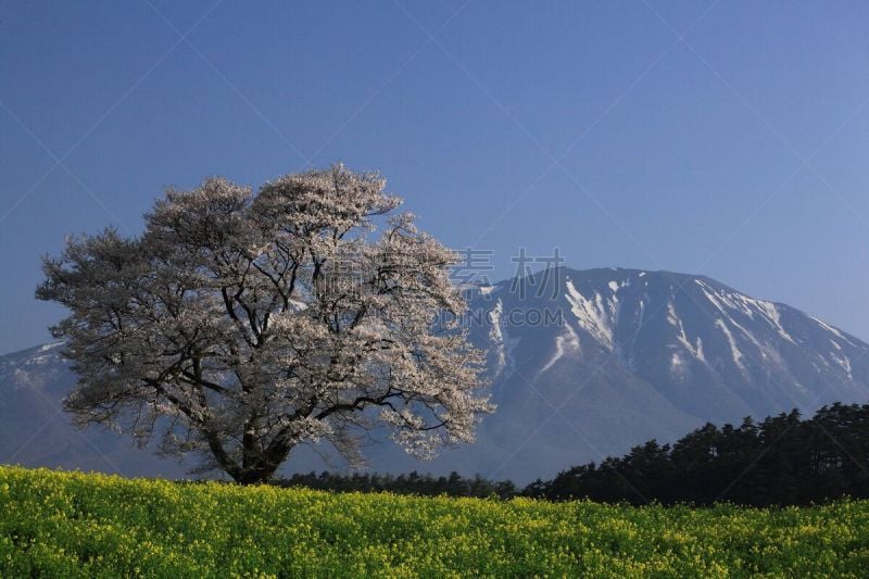 岩手县,山,樱之花,旅途,态度,草,自然美,吉野樱花,春天,樱桃树