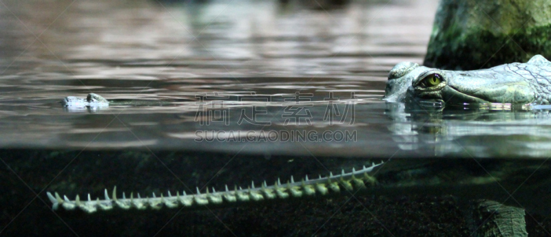 长吻鳄科,自然,水,野生动物,水平画幅,全景,湿,动物牙齿,印度,捕食