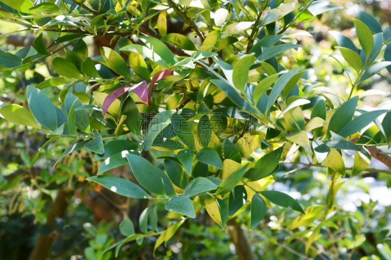罗汉松,美,灵性,水平画幅,无人,夏天,户外,针叶树,特写,明亮