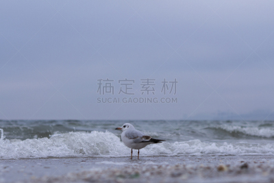 鲣鸟,春天,海洋,海鸥,波浪,在上面,野生动物,英国,翅膀,动物