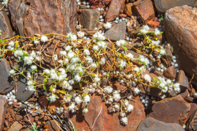 沙漠,the pilbara,野花,西澳大利亚,植物,自然荒野区,澳大利亚,园艺,草地,有机食品