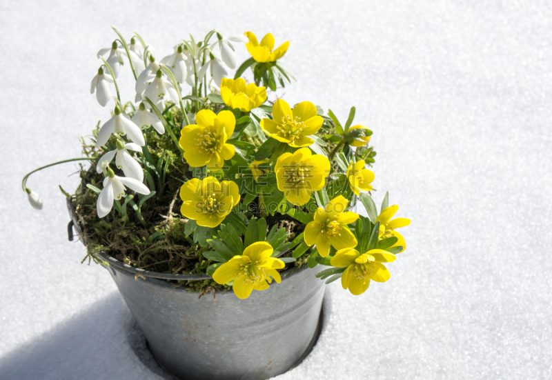 冬乌头,雪花莲,春天,乌头属植物,锌,琉璃苣,饰品花,水平画幅,雪,无人