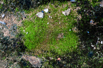 苔藓,纹理,石灰华池,自然,太空,式样,水平画幅,纺织品,岩石,无人
