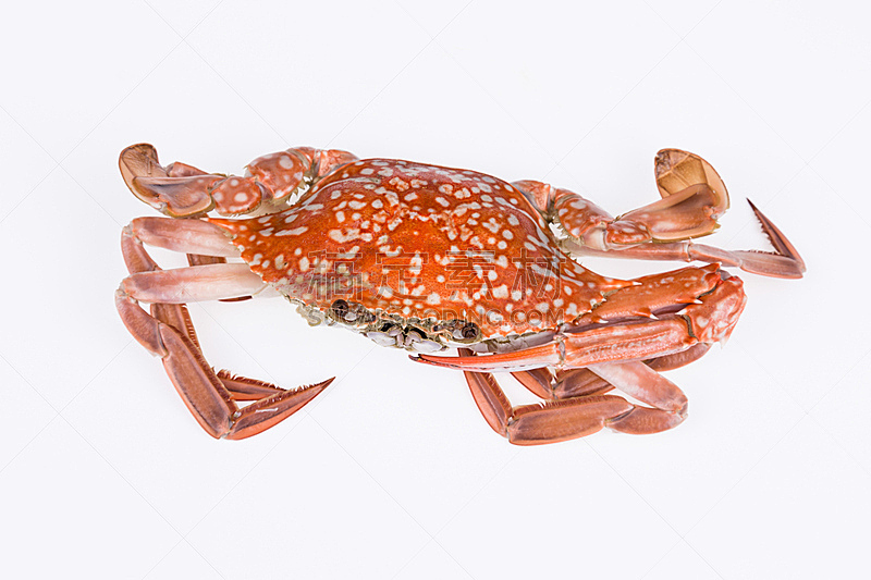 螃蟹,蒸菜,分离着色,白色背景,自然,饮食,水平画幅,无人,膳食,海产