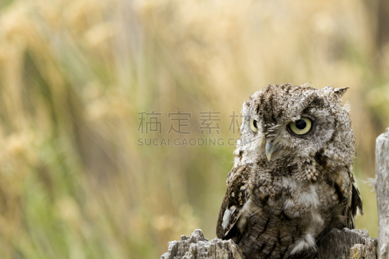 西美角鸮,自然,褐色,野生动物,水平画幅,小的,猫头鹰,鸟类,动物身体部位,动物头