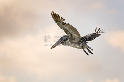 鹈鹕,蹼足,鲸,纳米比亚,水平画幅,鸟类,动物身体部位,野外动物,户外,非凡的
