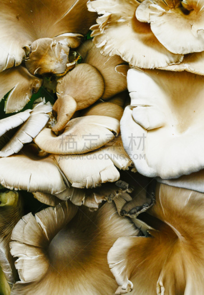 食用菌,大特写,神奇蘑菇,自然,垂直画幅,褐色,无人,特写,黄色,音乐