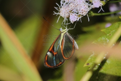 星斑透翅蝶,蝴蝶,透翅蝶蝴蝶,butterfly garden,自然,野生动物,动物发育阶段,水平画幅,生物,动物身体部位