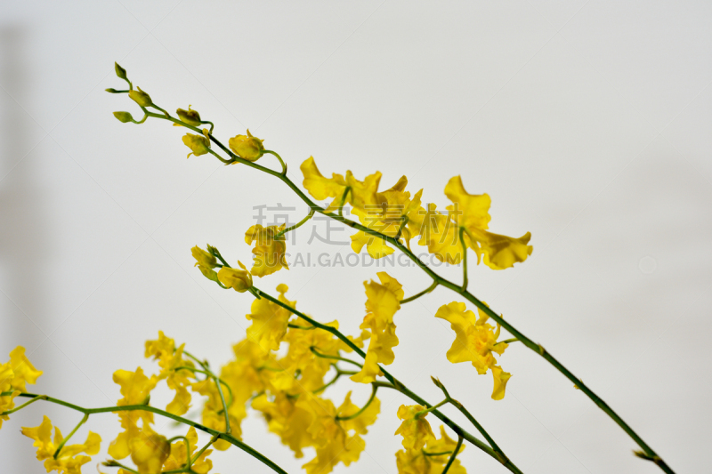 文心兰,美,兰花,水平画幅,夏天,特写,白色,植物,热带气候,植物学