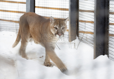 美洲狮,彪马,野生猫科动物,褐色,野生动物,动物皮,水平画幅,雪,动物身体部位,野外动物