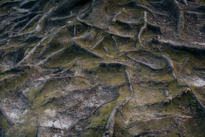 山,蜘蛛网,根部,古老的,褐色,水平画幅,纹理效果,无人,平视角,苔藓