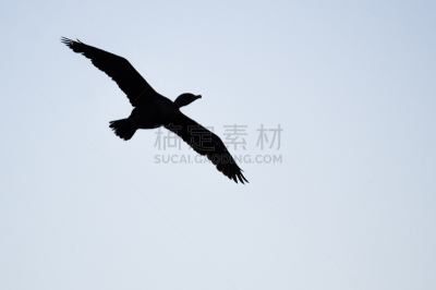 双冠鸬鹚,轮廓,天空,夜晚,鸬鹚,自然,野生动物,美国,水平画幅,鸟类