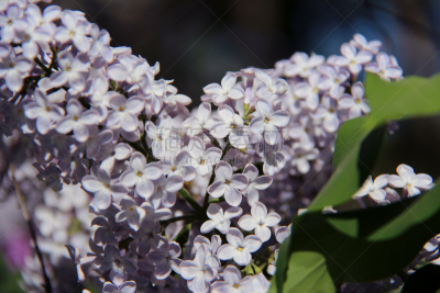 春天,丁香花,白丁香,日光,背景,枝,户外,季节,明亮,紫色