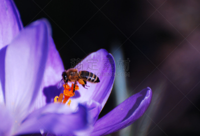 番红花属,蜜蜂,嗡嗡响的,水平画幅,无人,噪声,忙碌,夏天,户外,特写