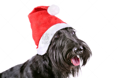 狗,苏格兰粗毛猎狐犬,美,圣诞帽,水平画幅,梗犬,圣诞老人,白色,新年