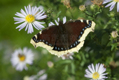 水平画幅,蝴蝶,mourning cloak butterfly,园林,夏天,户外,摄影,花,坐