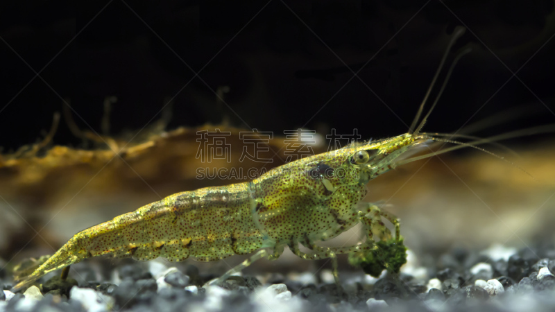虾,彩虹,塔塔车,食用大虾,自然,水平画幅,无人,明虾,海洋,动物主题