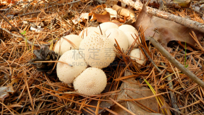 马勃菇,普通马勃,毒蘑菇,自然,褐色,水平画幅,秋天,无人,欧洲,泥土
