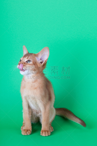 猫,小的,酸模,绿色背景,阿比西尼亚猫,平衡折角灯,动物主题,垂直画幅,灰色,好奇心