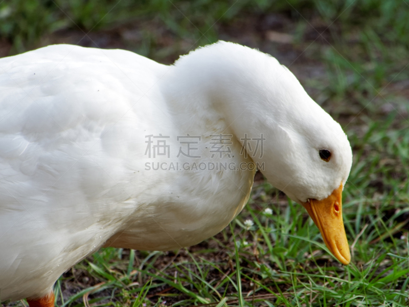 草,大特写,北京鸭,美国的北京烤鸭,水鸟湖,自然,公园,野生动物,水平画幅,绿色