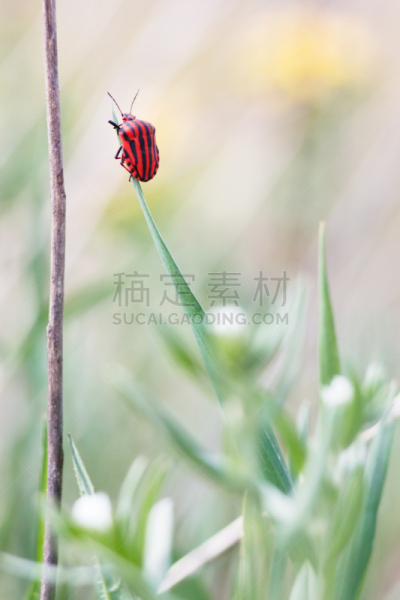 植物,甲虫,动物肾脏,动物内脏,垂直画幅,户外,草,灌木,条纹,大特写