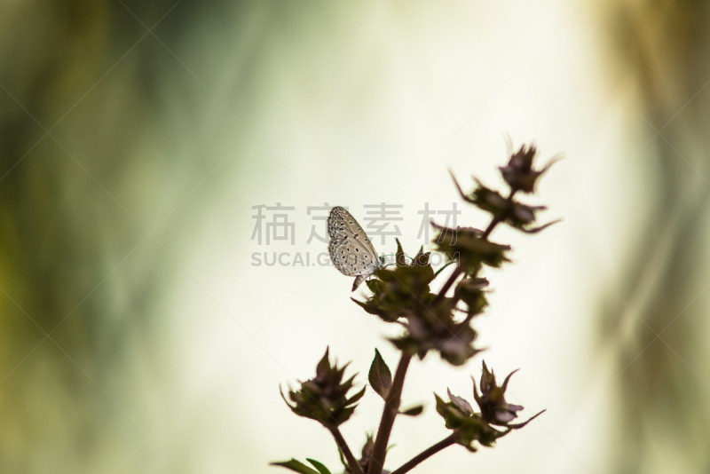 自然,背景,蝴蝶,泰国罗勒,灰蝶科,甲虫,水平画幅,无人,特写,泰国