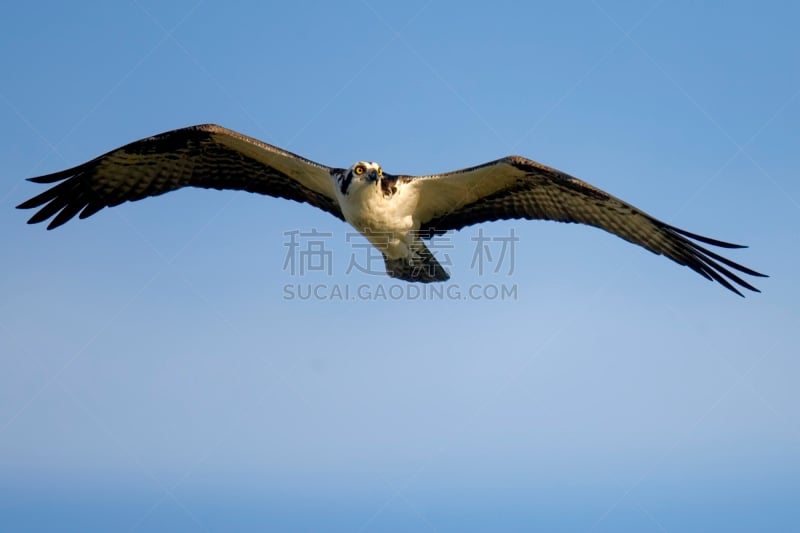 鱼鹰,迈尔斯堡酒店,李郡,食肉鸟,水平画幅,鸟类,佛罗里达,墨西哥湾沿岸国家,翎毛,墨西哥湾