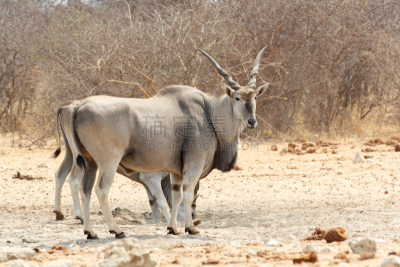 大羚羊,水洞湖,ongava game reserve,博茨瓦纳,洞,水平画幅,食草动物,巨大的,夏天,户外