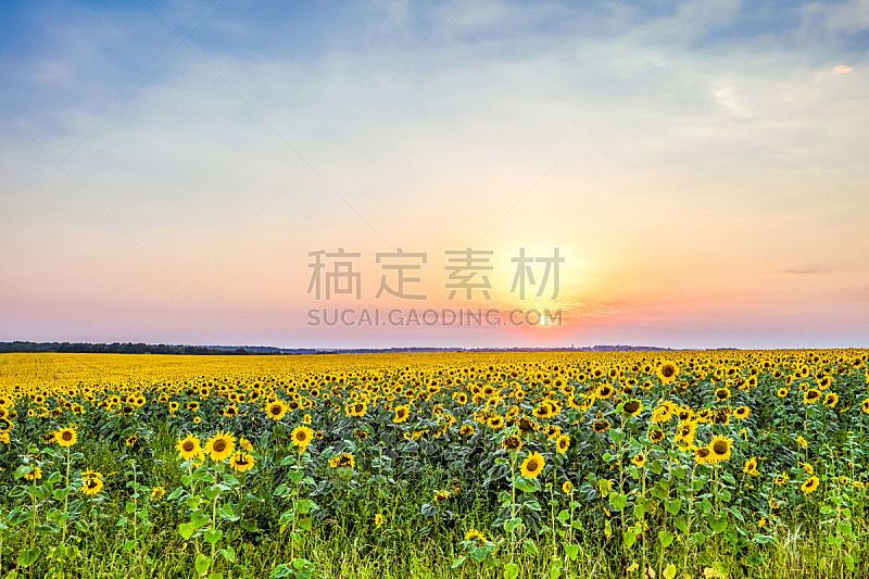 向日葵,田地,自然,地形,黄昏,在上面,common sunflower,天空,水平画幅,无人