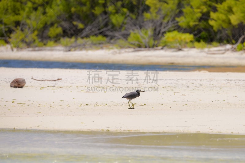 礁石,苍鹭,太平洋,黑色,岩鹭,水平画幅,沙子,鸟类,巨大的,鹭科