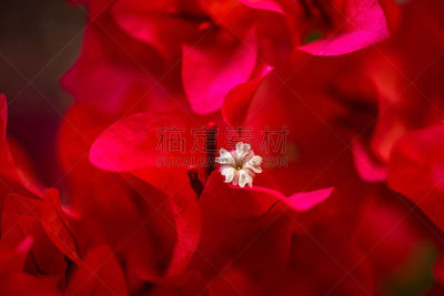 三角梅,自然,特写,自然美,纸花,水平画幅,无人,泰国,花束,红色