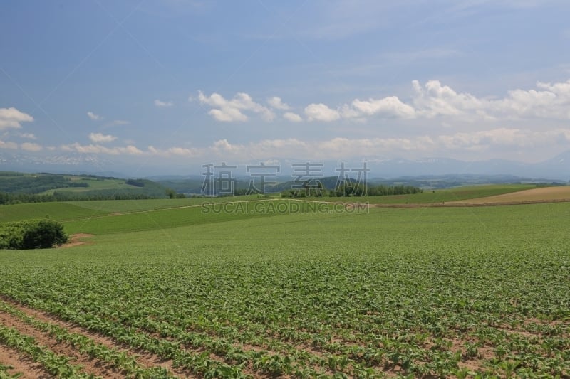 北海道,日本,地形,富良野盆地,美瑛町,自然,水平画幅,山,无人,度假