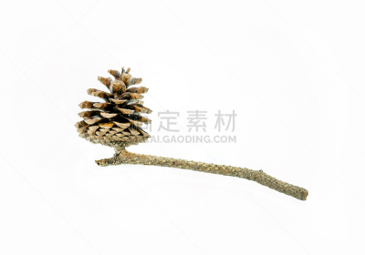 褐色,白色背景,松果,分离着色,格子凹凸,水平画幅,无人,符号,圣诞树