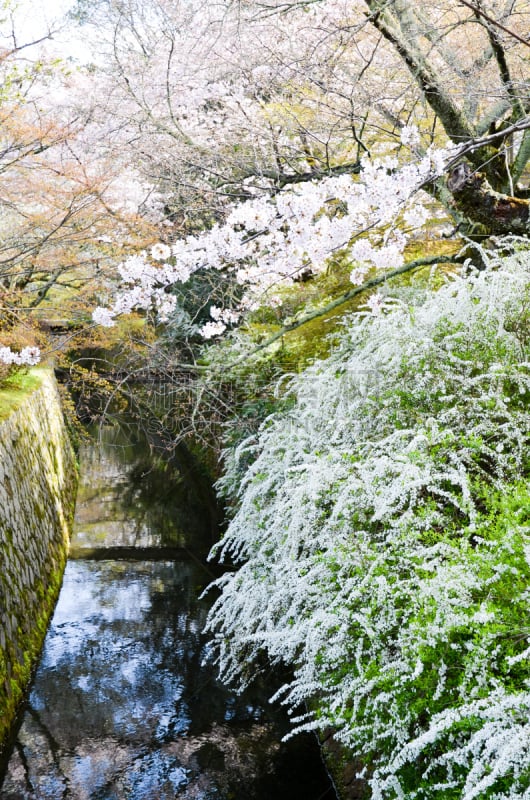 樱花,京都市,哲学之道,日本,垂直画幅,无人,运河,户外,白色,著名景点