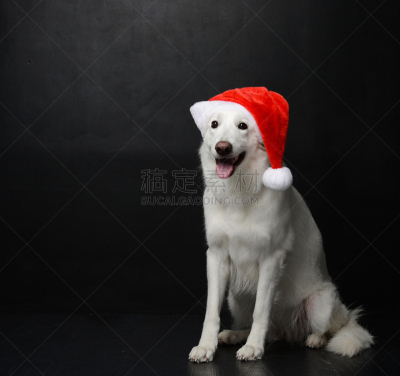 牧羊犬,圣诞老公,帽子,瑞士,白色,黑色背景,留白,新的,舌头