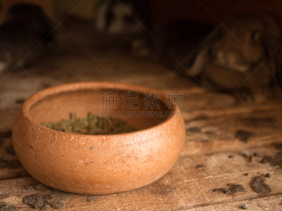 兔子,棉尾兔,小兔子,复活节,褐色,水平画幅,户外,草,哺乳纲,白色