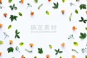 白色背景,边框,花头,成组图片,叶子,花朵,花纹,静物,在上面,枝
