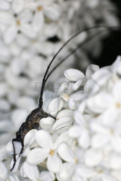 甲虫,雏菊,汤姆·索亚,动物颚骨,象鼻虫,黄蜂,自然,垂直画幅,野生动物,蓝色