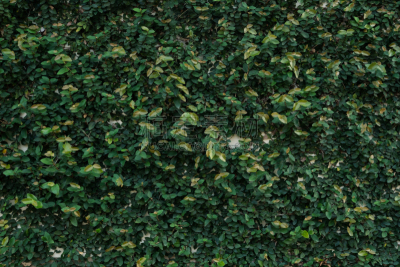 爬行无花果,暗色,背景,纹理,自然,概念,绿色,围墙,壁纸,有蔓植物